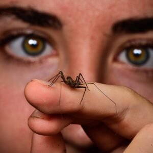 Balade arachnologique