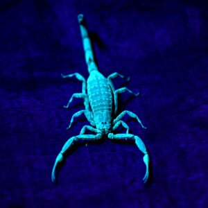 Sortie nocturne arachno